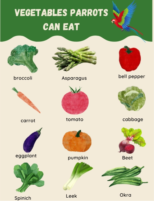 Vegetables Parrots Can Eat Vegetables Parrots Can Eat