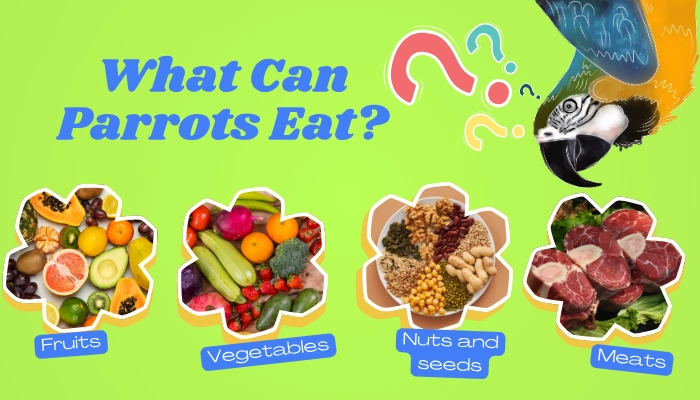 What Can Parrots Eat 1 What Can Parrots Eat