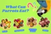 What Can Parrots Eat? Expert Feeding Tips - Post Thumbnail