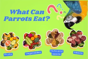 What Can Parrots Eat? Expert Feeding Tips