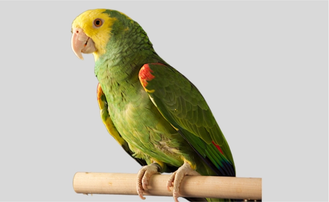 Yellow Headed Amazon Double Yellow-Headed Amazon