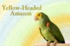 Yellow-Headed Amazon Parrot: Full of Love & Charm - Post Thumbnail