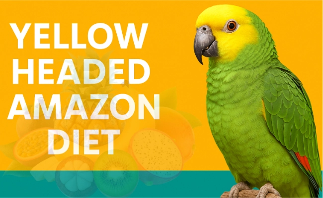 Yellow Headed Amazon Diet Yellow Headed Amazon Diet