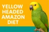 Healthy Yellow Headed Amazon Diet Every Owner Needs - Post Thumbnail