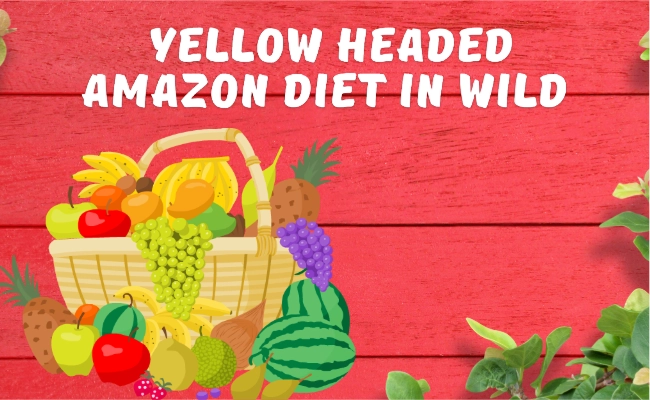 Yellow Headed Amazon Diet In Wild Yellow Headed Amazon Diet In Wild