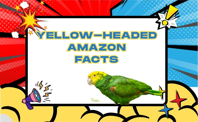 Yellow Headed Amazon Facts Yellow-Headed Amazon Facts