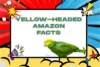 Facts About Yellow-headed Amazon - Post Thumbnail