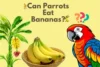 Can Parrots Eat Bananas? Complete guide - Post Thumbnail