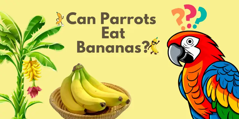 Can Parrots Eat Banana Pot Image Can Parrots Eat Banana
