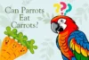 Can Parrots Eat Carrots? Health Benefits & Tips - Post Thumbnail