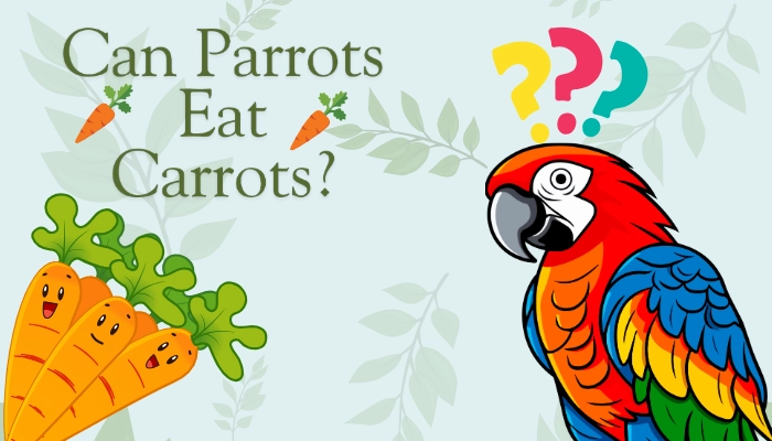 Can Parrots Eat Carrots Post Image 2 Can Parrots Eat Carrots
