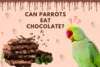 Can Parrots Eat Chocolate? Complete Guide  - Post Thumbnail