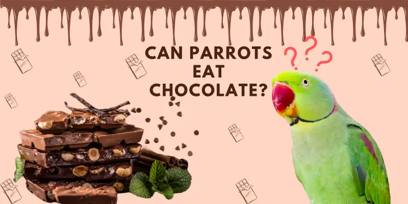 Can Parrots Eat Chocolate Post Image Can Parrots Eat Chocolate