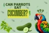 Can Parrots Eat Cucumber? An In-Depth Guide for Parrot Owners - Post Thumbnail