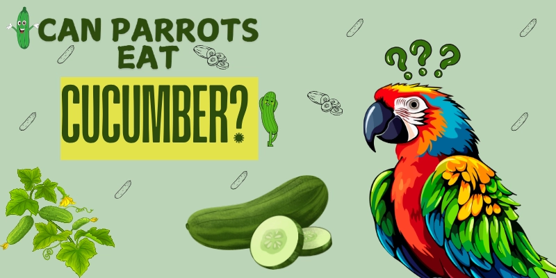 Can Parrots Eat Cucumber Post Image 1 Can Parrots Eat Cucumber