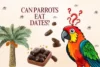 Can Parrots Eat Dates? Complete Guide for Parrot Owners - Post Thumbnail