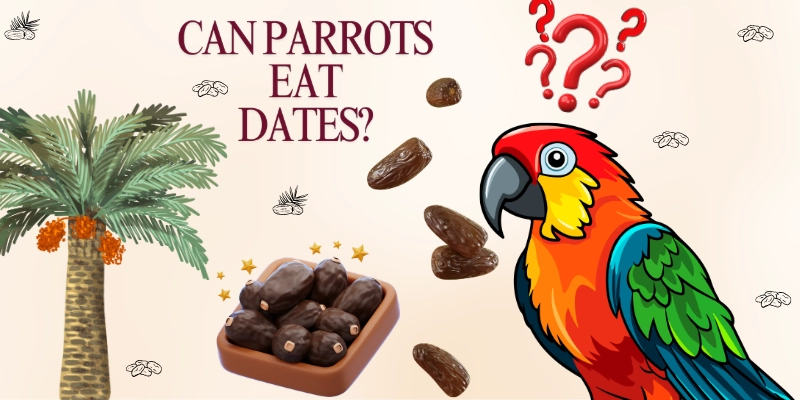 Can Parrots Eat Dates Post Image 2 Can Parrots Eat Dates