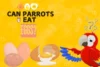 Can Parrots Eat Eggs? Complete Guide - Post Thumbnail