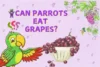 Can Parrots Eat Grapes? Complete Guide for Parrot Owners - Post Thumbnail