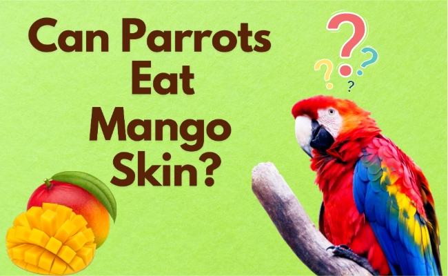 Can Parrots Eat Mango Skin 1 2 Can Parrots Eat Mango Skin