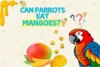Can Parrots Eat Mango? Complete Guide for Pet Parrot Owners - Post Thumbnail