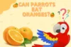 Can Parrots Eat Oranges? Everything You Need to Know - Post Thumbnail