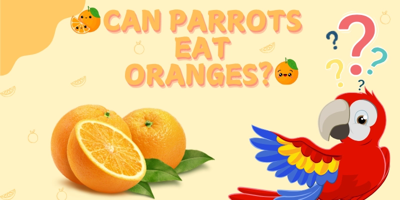 Can Parrots Eat Oranges Post Image 1 1 Can Parrots Eat Oranges