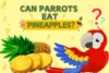 Can Parrots Eat Pineapple? Complete Guide - Post Thumbnail