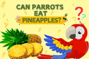 Can Parrots Eat Pineapple? Complete Guide 