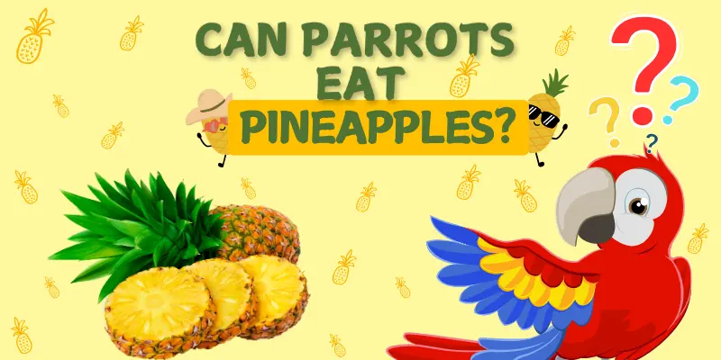 Can Parrots Eat Pineapple Post Image Can Parrots Eat Pineapple