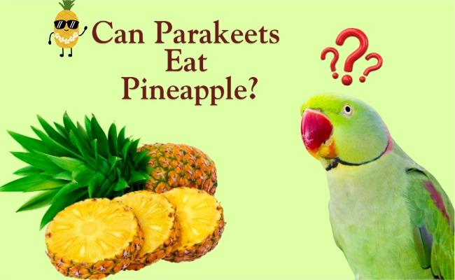 Can Parrots Eat Pineapple Can Parakeets Eat Pineapple