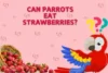 Can Parrots Eat Strawberries? Complete Guide - Post Thumbnail