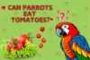 Can Parrots Eat Tomatoes? All You Need to Know - Post Thumbnail