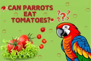 Can Parrots Eat Tomatoes? All You Need to Know