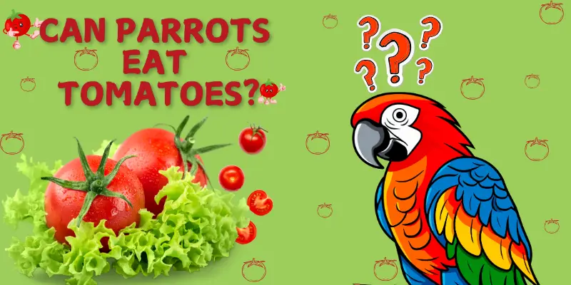 Can Parrots Eat Tomatoes Post Image Can Parrots Eat Tomatoes