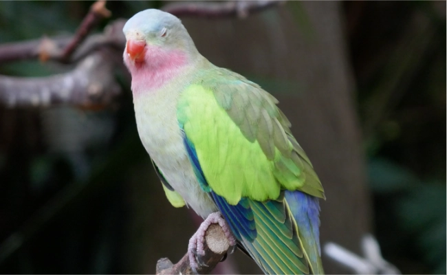 Parrot Princess Parrot Princess
