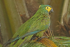 Red-Bellied Macaw: Facts,Care, Habitat & Behavior - Post Thumbnail