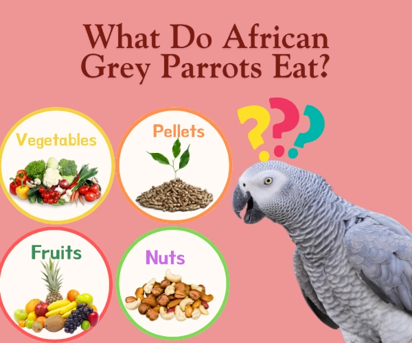 What Do African Grey Parrots Eat What Do African Grey Parrots Eat