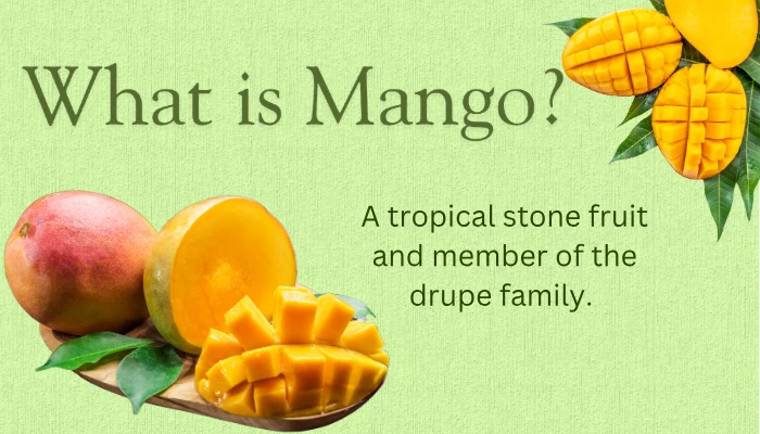 What Is Mango What Is Mango